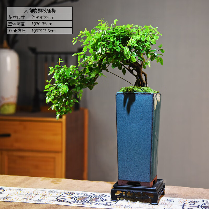 书房茶几绿植好养植物盆景桌面美观摆件 大向晚飘枝雀梅 100正方座