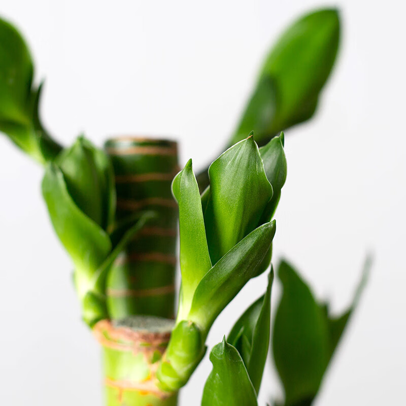 clcey富贵竹盆栽迷你桌面小绿植观音竹办公室内步步高好养四季常青