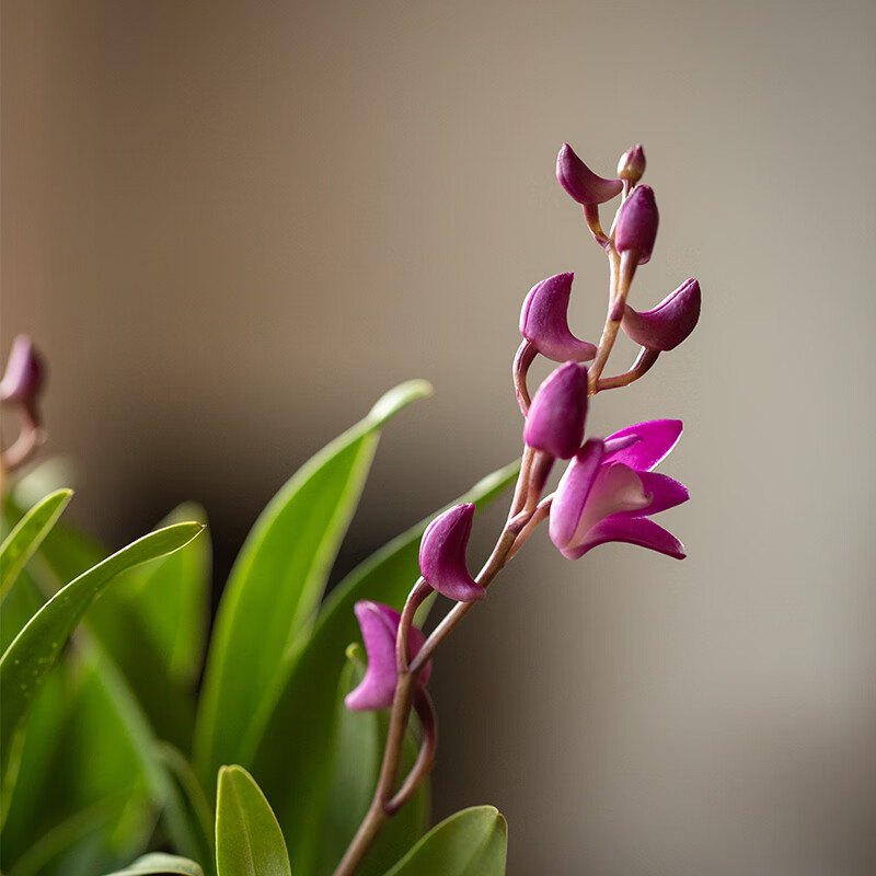 盆栽办公室内桌面窗台好养花卉绿植净化空气带花苞 澳洲石斛兰简易盆
