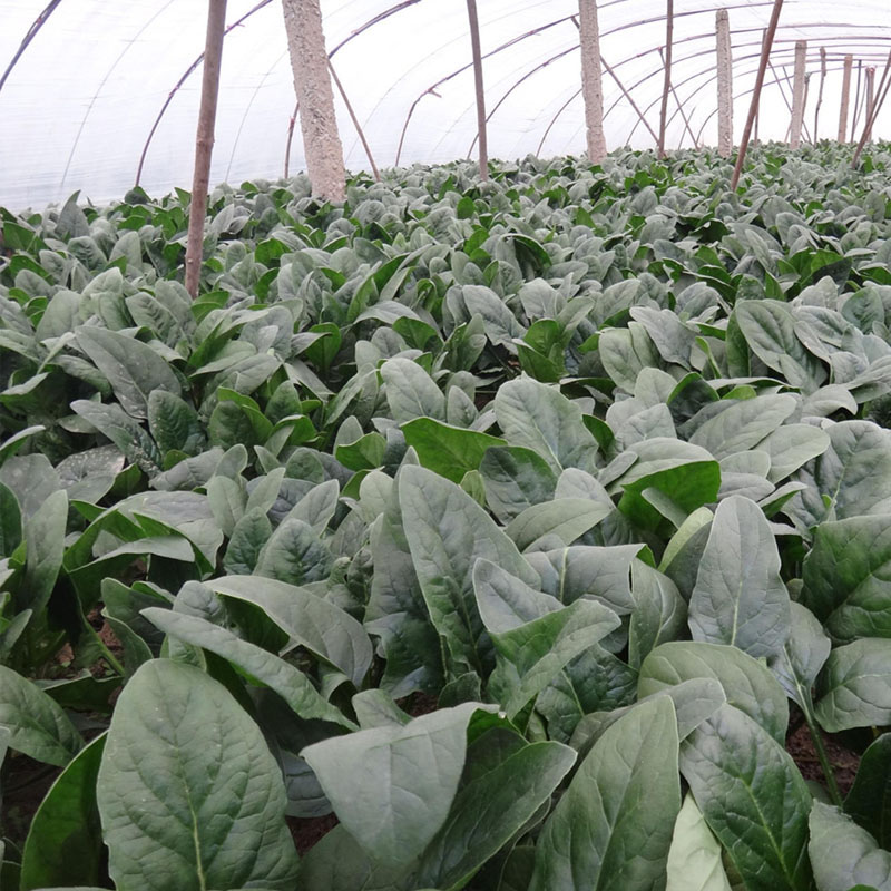 花俊菠菜种子四季阳台盆栽大叶蔬菜合集耐热耐寒基地大叶菠菜种 杂交