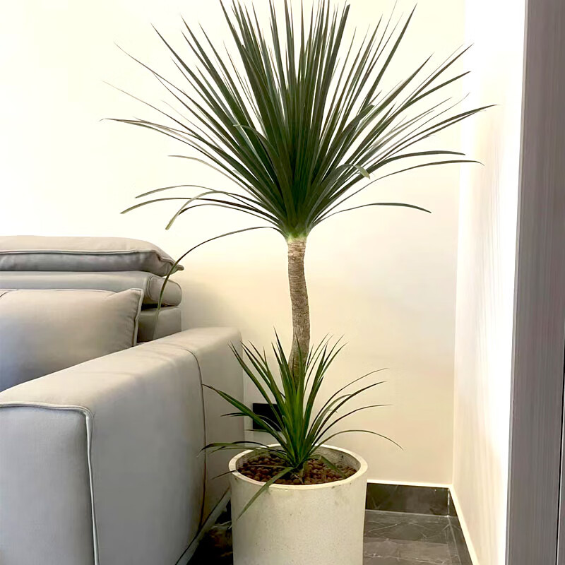 素蜜盆栽细叶双层多头精品龙须树老桩大型室内客厅绿植 黑珍珠龙血树