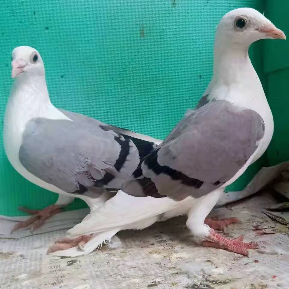 摩登那大鼻子天使观赏鸽子两头乌凤尾淑女 活体活物一对种鸽肉鸽 蝴蝶