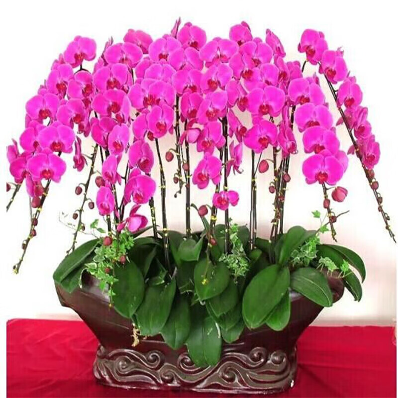 蝴蝶兰花苗盆栽室内观花植物阳台花苗带盆栽好君子兰花盆栽 绿植 火凤