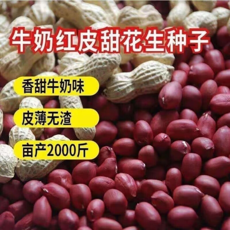 花生种子农科院新品种原种红皮花生带壳晒干稳产薄皮早熟农家自种 100