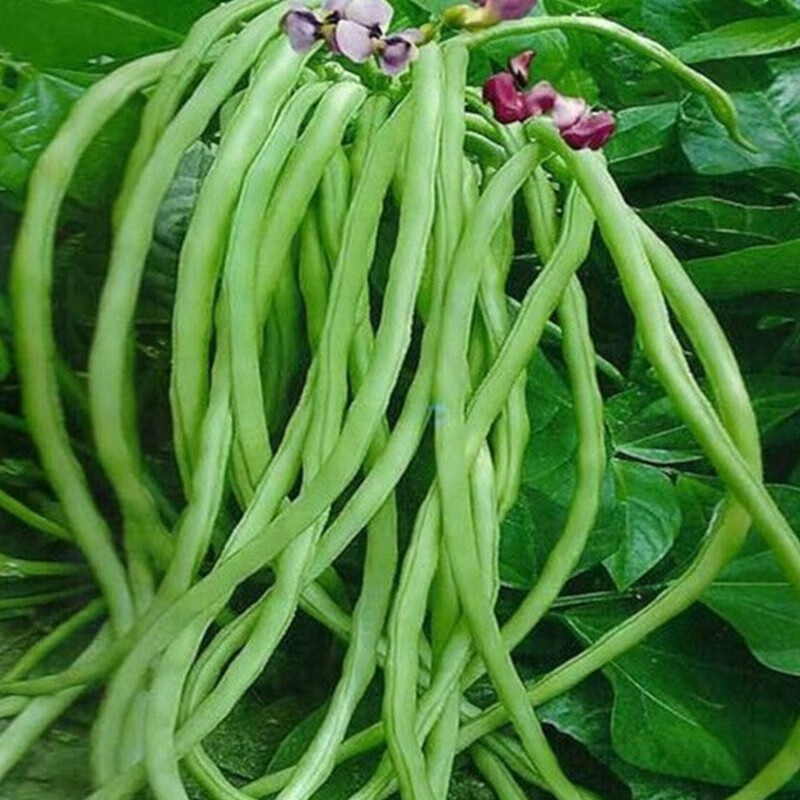爬满地无架豆种子40g优选种