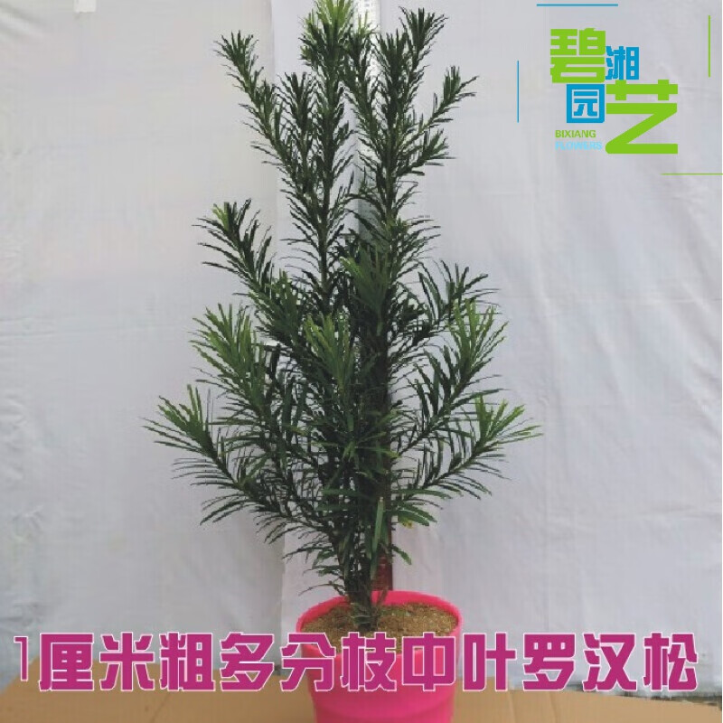 树苗红芽罗汉松苗雀舌/印度贵妃罗汉松小苗 1厘米粗多分枝中叶罗裸根