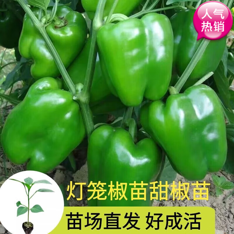 瑞蔬源蔬菜苗绿甜椒苗辣椒苗甜椒王种苗绿灯笼苗青椒苗大果灯笼椒苗12
