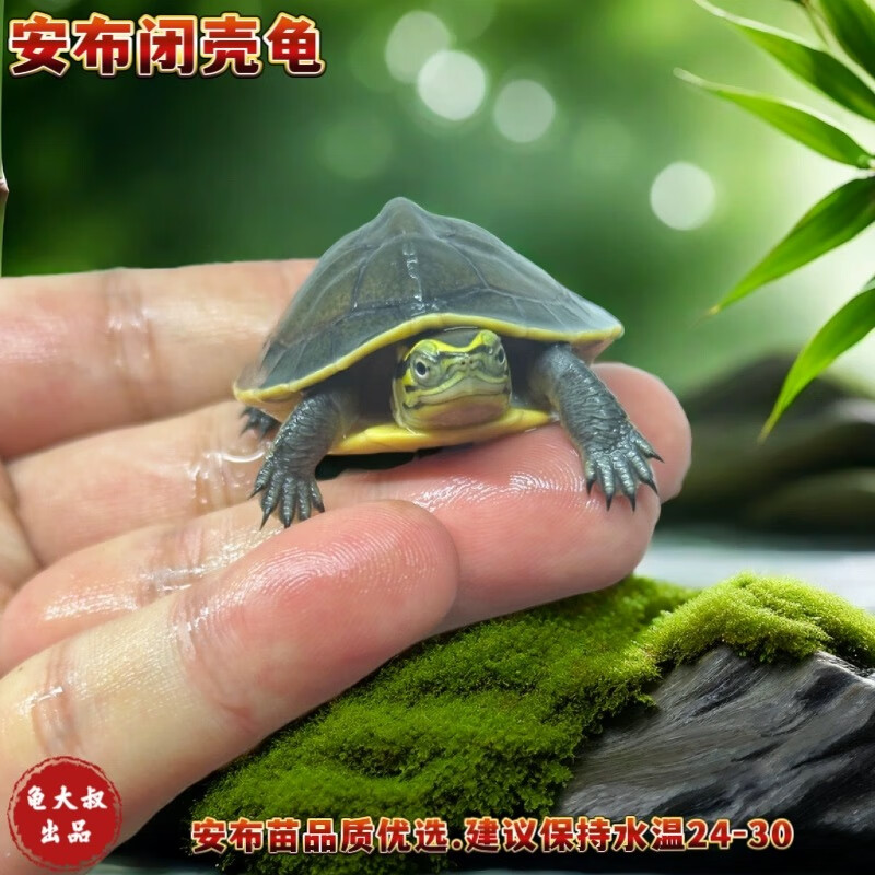 安布龟线安布龟活体龟黄缘龟安布苗南石龟浅水宠物龟半水龟亚巨龟
