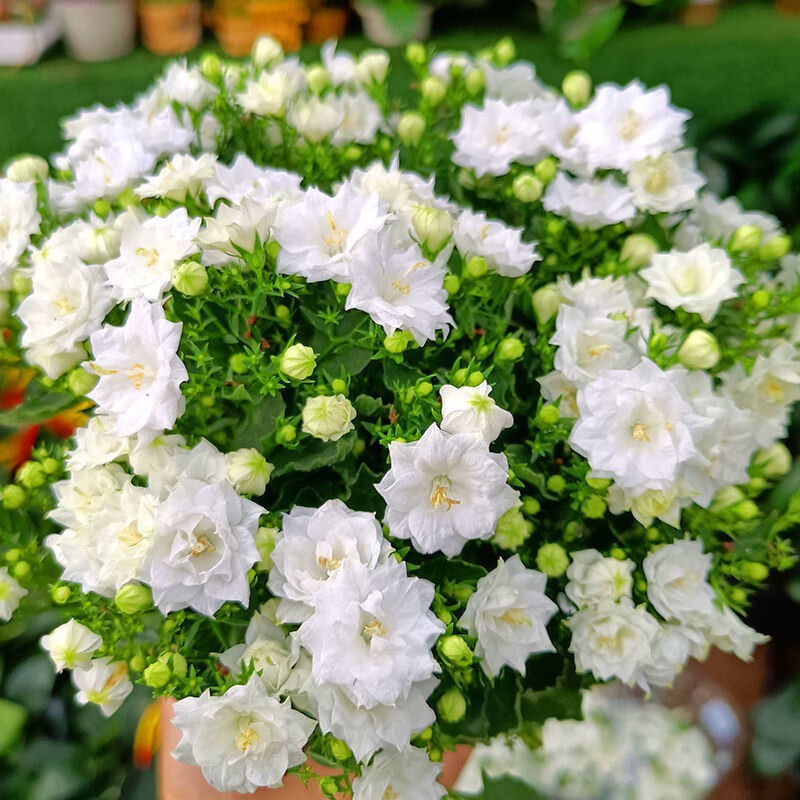 白色重瓣风铃 当季新籽480粒送肥料