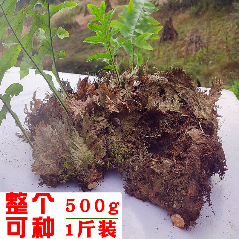 贵州深山新鲜骨碎补毛姜爬岩姜石岩姜接骨500g/件 姜中材 翠绿色可种