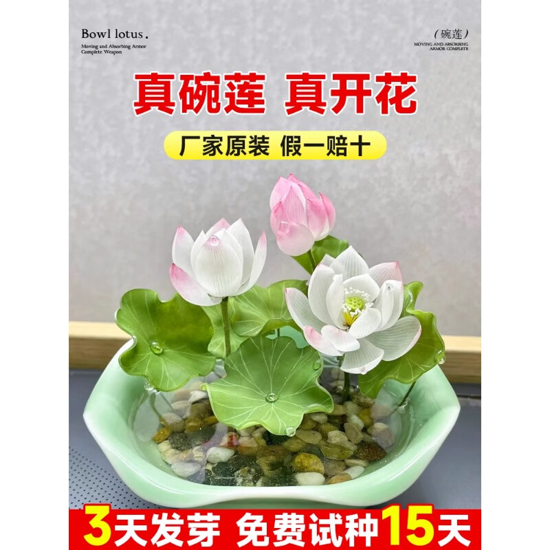种籽子水培植物室内水养花卉盆景绿植睡莲荷花 碗莲种子5粒混色原装