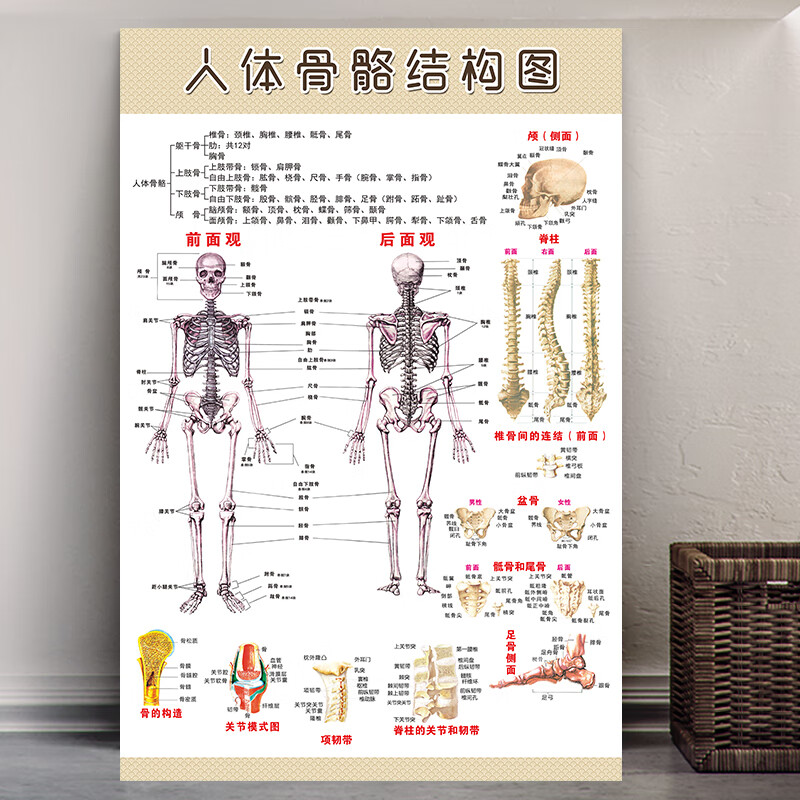 人体骨骼结构图肌肉分布图海报脊柱内脏器官解剖图装 154骨骼结构图