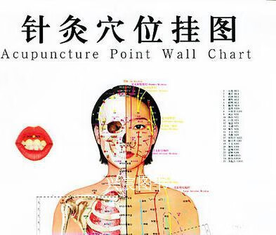 针灸穴位挂图(修订女性真人版),《针灸穴位挂图》编委会编,北京科学