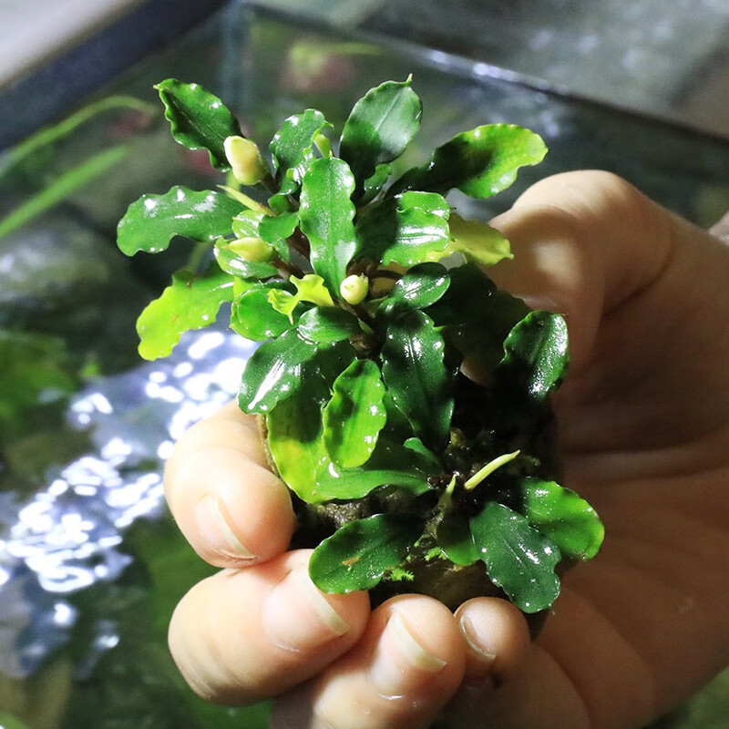 aipharow辣椒榕蓝精灵水榕水草活体懒人沉木水草鱼缸造景装饰入门淡水