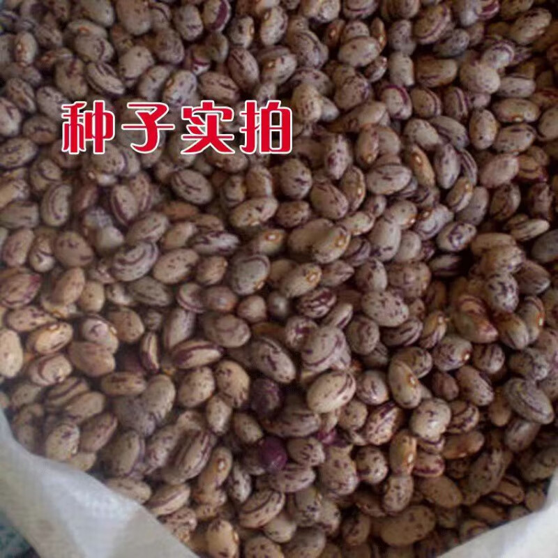 一点红将军油豆籽大油豆籽东北油豆角种子扁豆开锅烂四季蔬菜种子 一