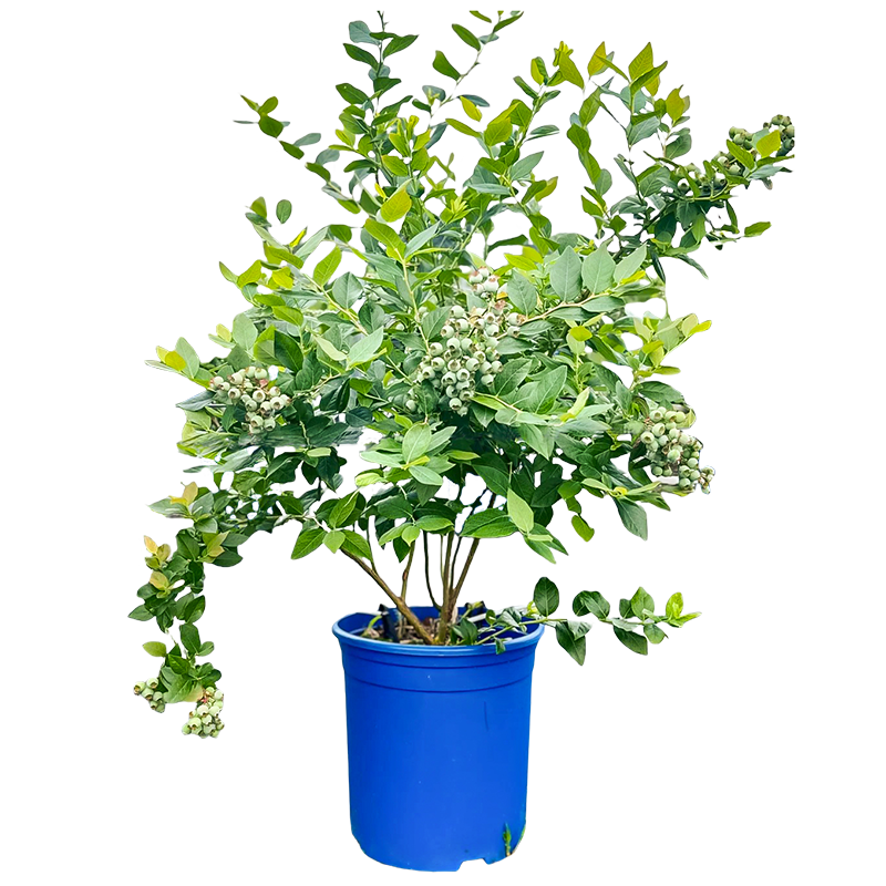 ݮϷֲ̨ͥԺԵԴ޽ļ 硿ݮ鱦50cm 36.1Ԫ