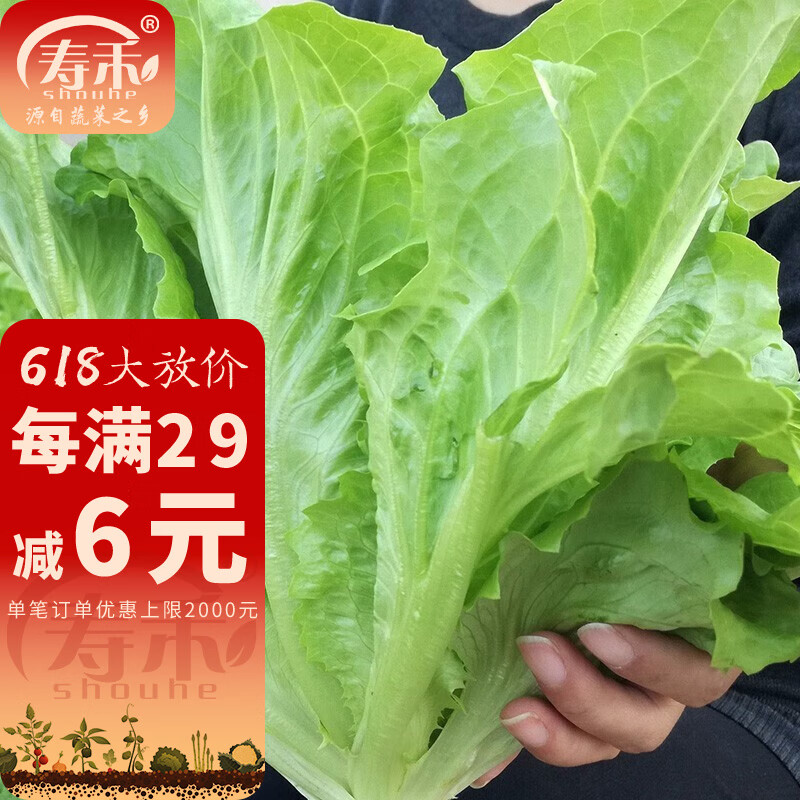 寿禾 春冬季蔬菜种子品种大全菜籽 玻璃生菜种子10g
