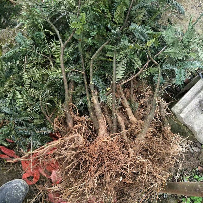 探索香榧苗木的种植奥秘与前景