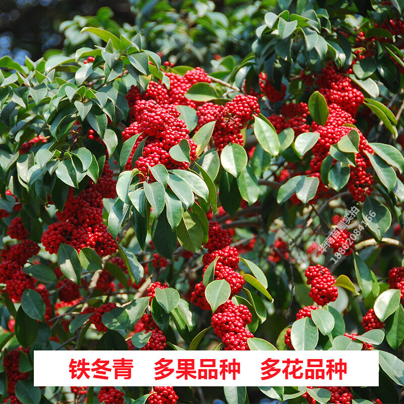 南啵丸植果缘铁冬青树苗红果白银木万紫千红树苗盆栽常绿行道庭院绿化