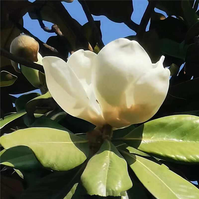 枫麦萱广玉兰树苗荷花玉兰庭院耐寒盆栽四季常青行道大型绿化工程风景