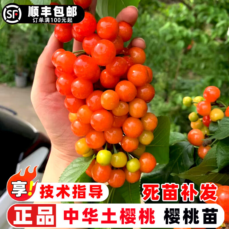 樱桃树苗嫁接中华土樱桃苗老品种小樱桃树南北方庭院盆栽地栽果树 二