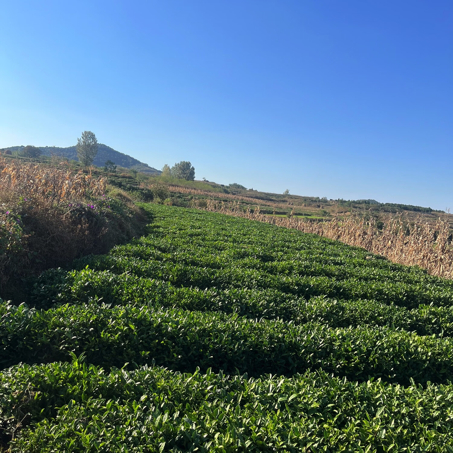 日照绿茶一级生态茶园,特级绿茶,茶农直销,口感板栗香型,都是自家种的