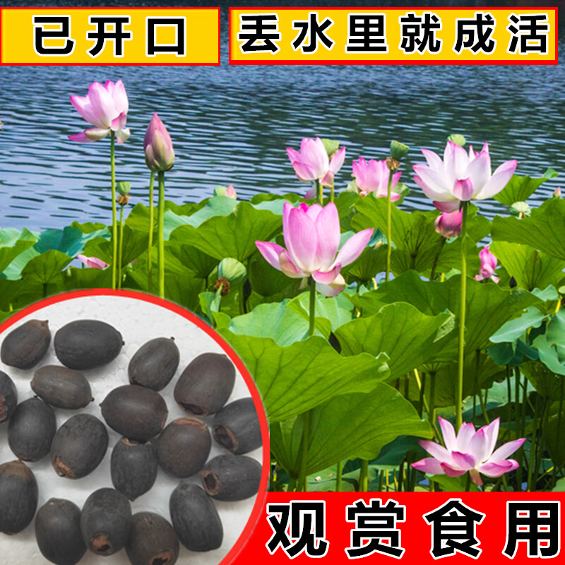 池塘大型觀賞荷花種子荷花苗盆栽水養(yǎng)睡蓮食用藕苗蓮藕苗碗蓮種籽 荷花種子混色【1斤裝】