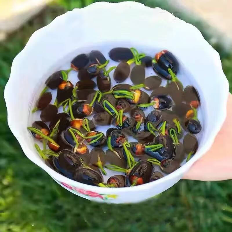 四季开花荷花种子水培植物花卉室内客厅水养莲花好养碗莲睡莲盆栽 混