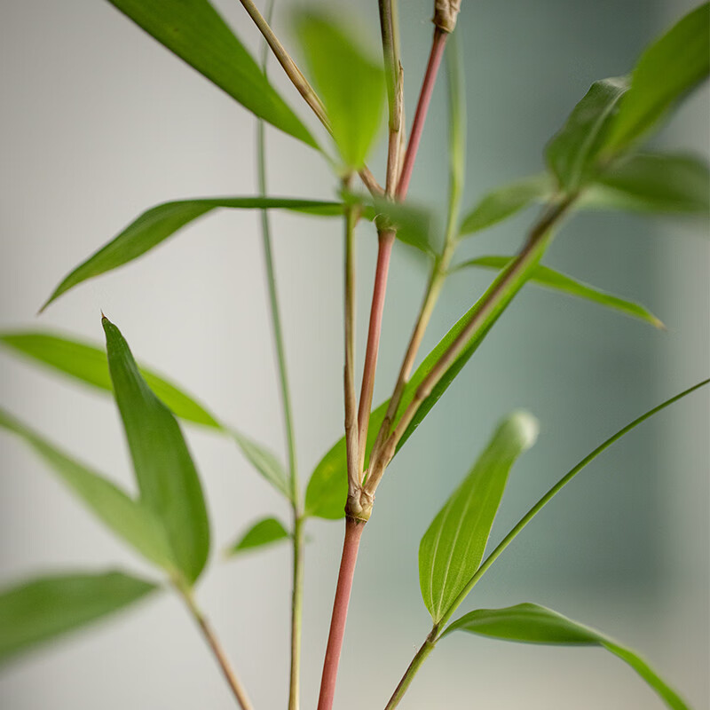 日本红寒竹种植图片