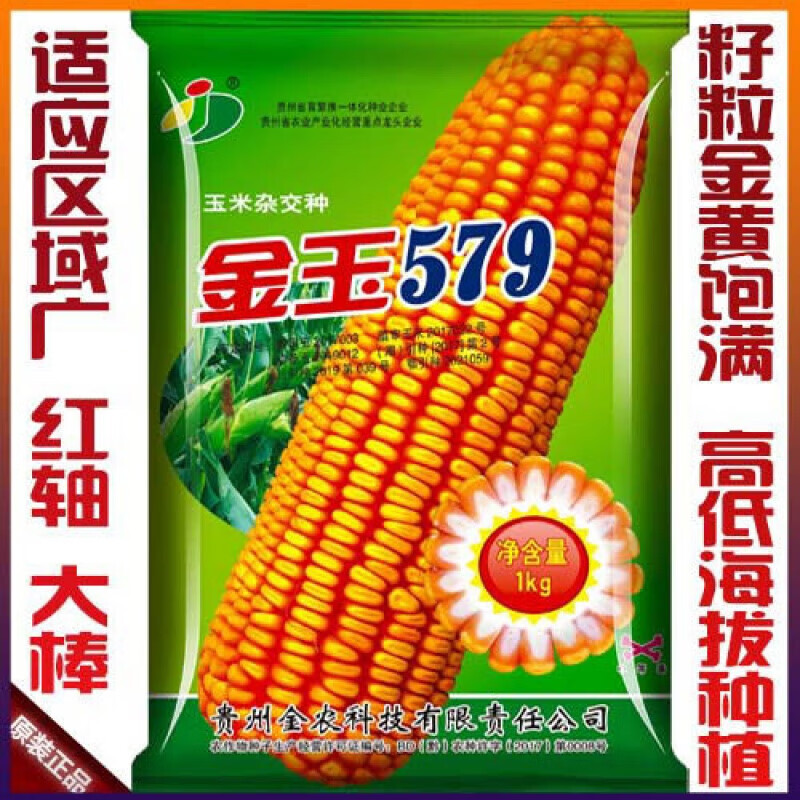 金玉稳产玉米种子批发单双胞粮饲料玉米云贵川矮秆细轴包999 金玉579
