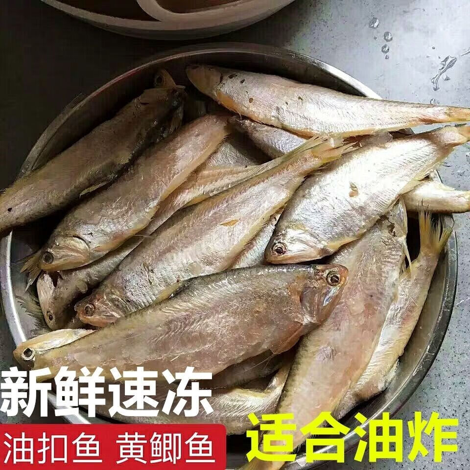 黄鲫鱼黄尖子毛扣鱼油扣马口鱼烤子鱼生海捕鱼 正宗连云港本地海鱼 2