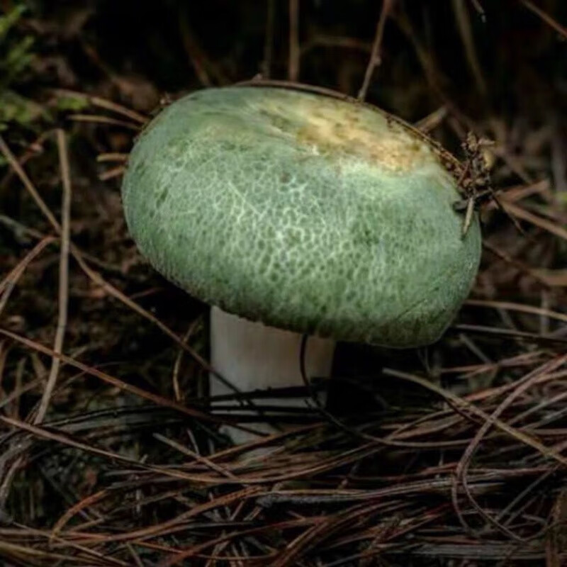 青头菌种绿胎菌菌种青蝶花菌种食用菌种植包阳台盆景栽培 青头菌菌种