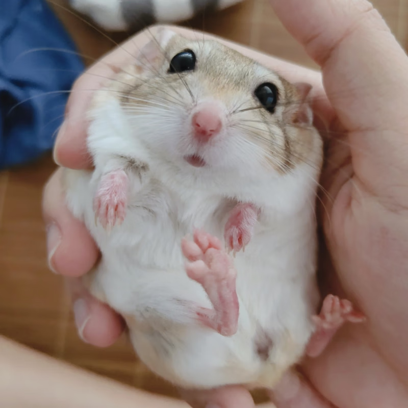 mppmck仓鼠活体幼仔好养活通心粉鼠活体幼崽北非肥尾沙鼠拇指宿舍学生
