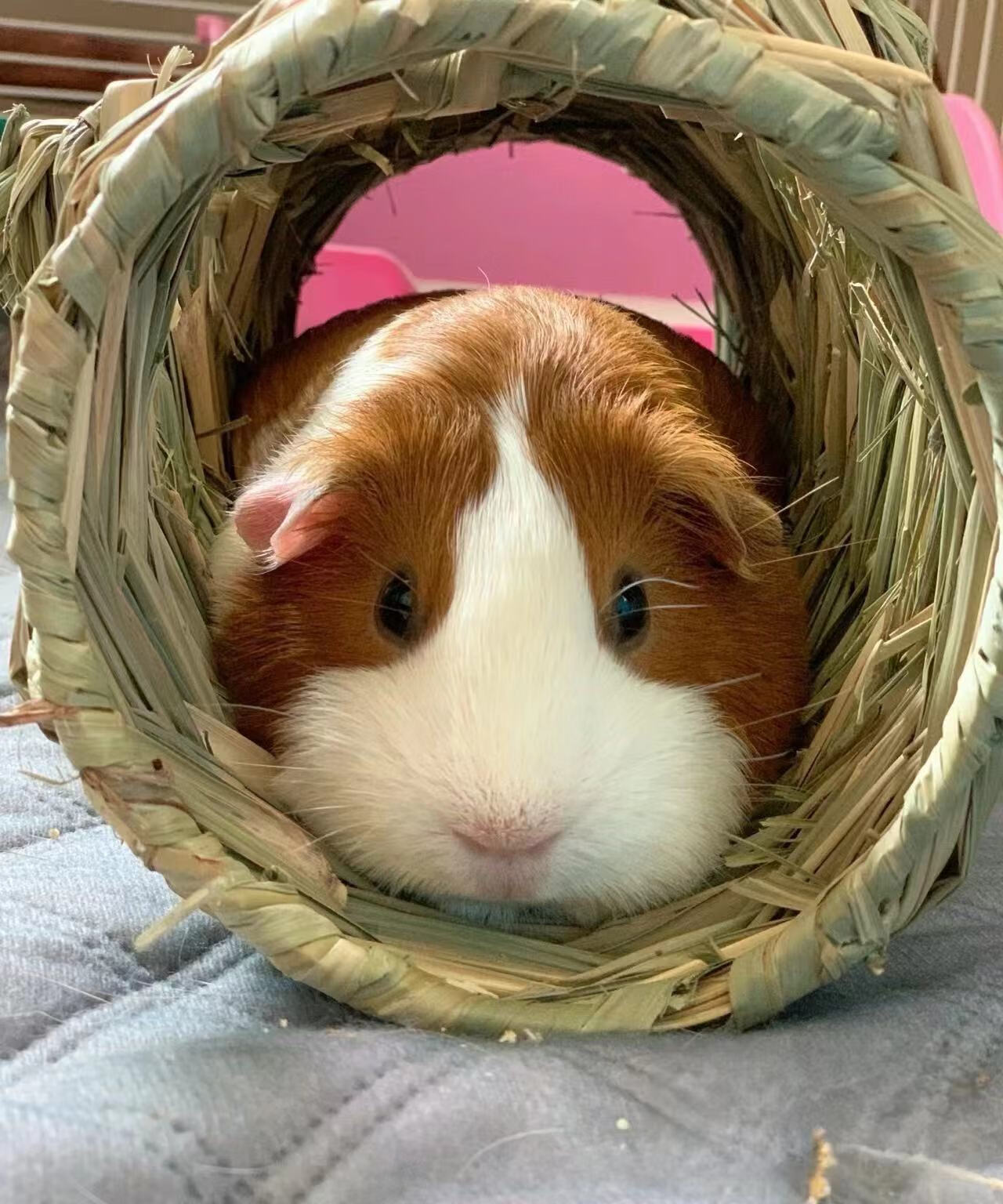 自家繁殖可爱宠物荷兰猪活体宝宝荷兰鼠豚鼠活物幼崽天竺鼠包健康