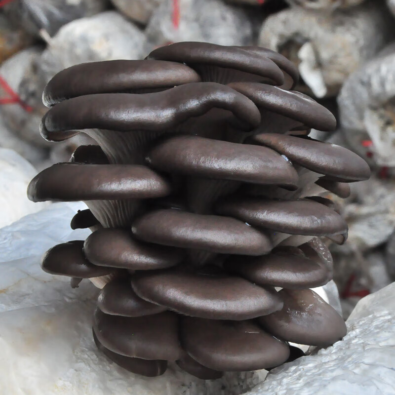菇婆婆平菇蘑菇種植菌包菌棒盆栽食用菌種家庭趣味栽培陽臺采新鮮的蘑菇 黑平菇【升級款1袋裝】 袋裝