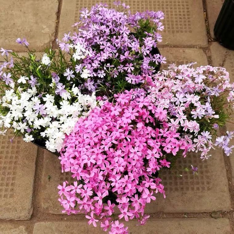 花乡古韵芝樱花籽芝樱花种子福禄考花种庭院室内外盆栽阳台见土就活花