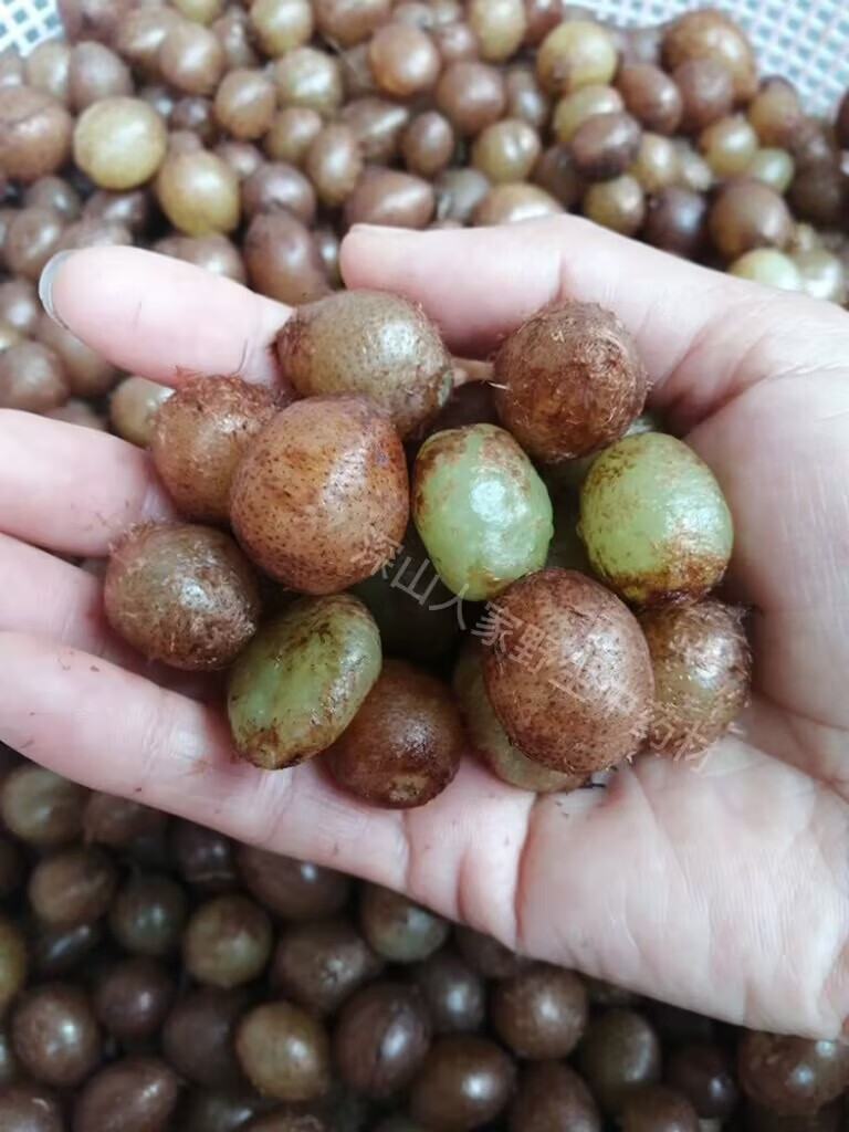 石黄皮肾蕨果化狗儿凤凰蛋马骝卵新鲜蜈蚣草石琵琶煲汤中药材 精选 大