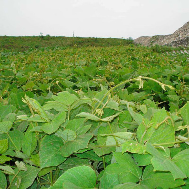 初农产品葛花葛果实 野葛藤叶子 新鲜的花朵药葛藤枝叶 葛根苗 新鲜