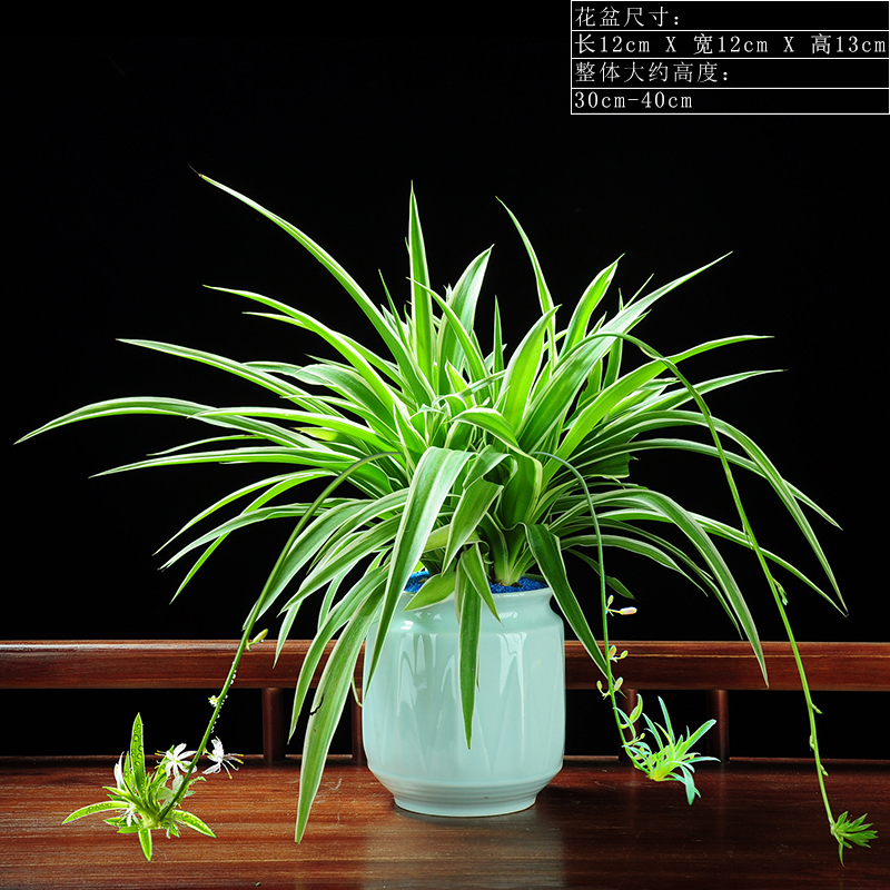 金边吊兰盆栽垂吊植物室内客厅办公室桌面小盆景四季常青好养花卉