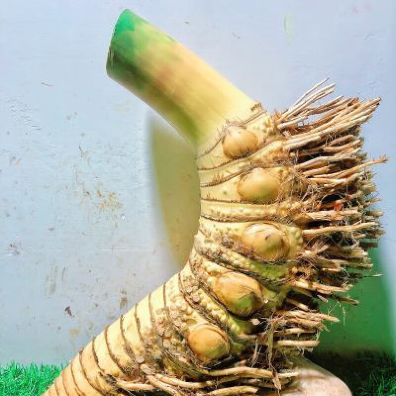 哒琳北北广东小叶簕竹大平头桩25至32厘米长一个随机发货 广东小叶