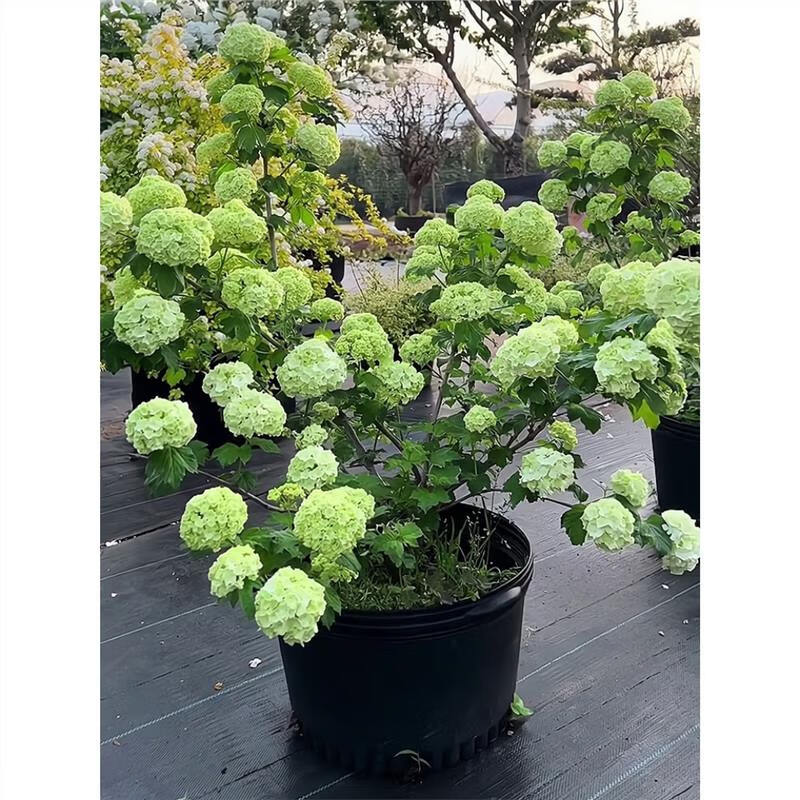 曼杉园进口欧洲玫瑰木绣球花苗庭院花园地栽树苗耐寒耐热花卉植物花量