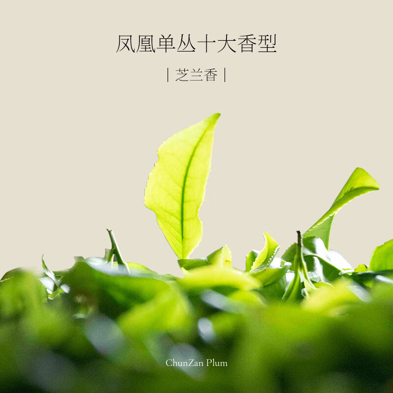 椿山晓凤凰单丛茶梅酒 微醺晚安小酒女士高颜值伴手礼物低度果酒青梅酒 【3瓶】单丛茶梅酒(芝兰香)168ml