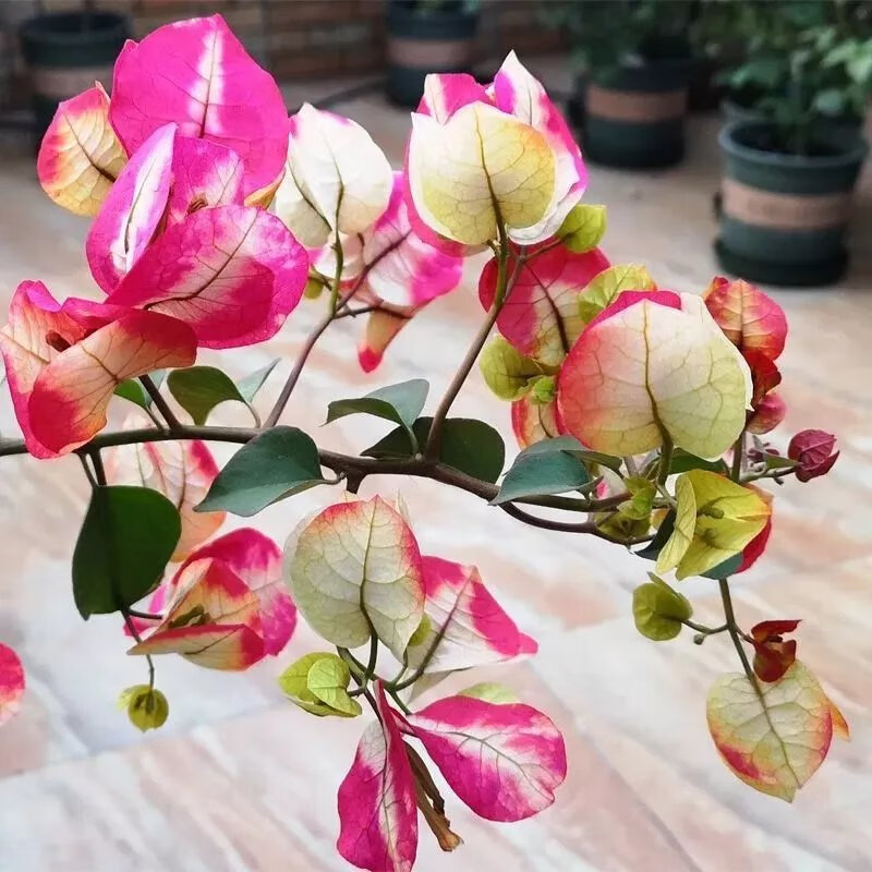 【精选】新品种勤花重瓣三角梅盆栽花卉带花耐寒庭院爬藤老桩树苗