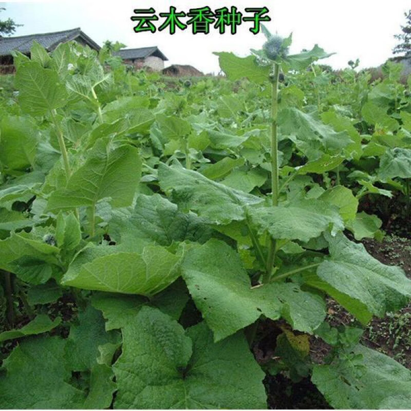 汇种草农云木香种子 别称 广木香 兴瞿草 具特殊香