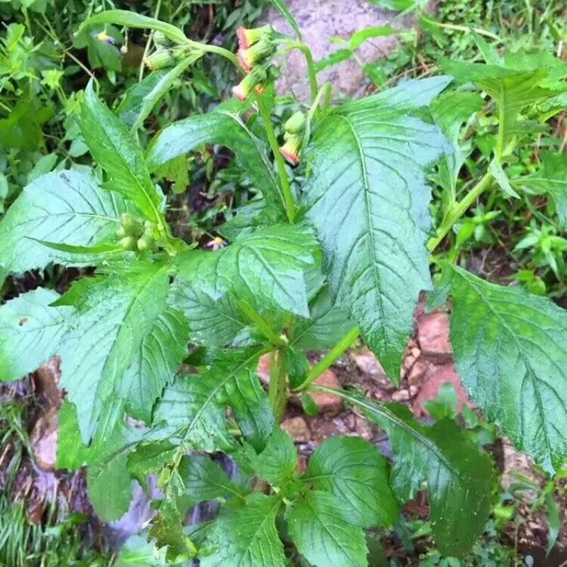 汇种草农野茼蒿种子中草药野塘蒿野菜野菜臭气草种满头飞种草本植物籽