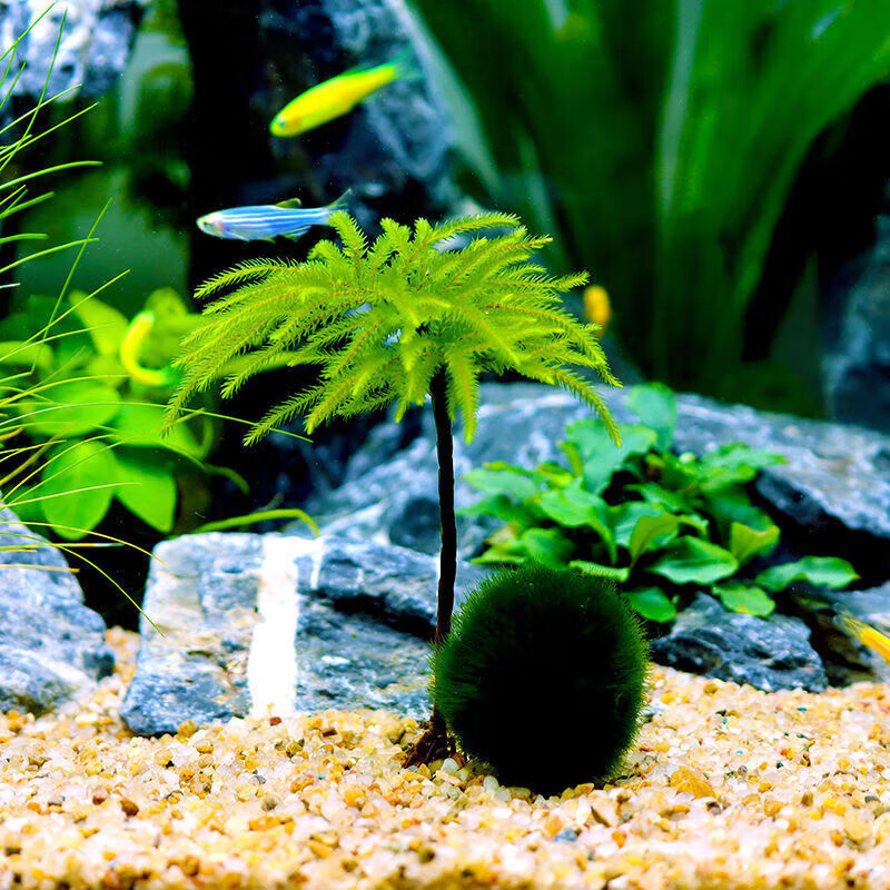 墨之瑶鱼缸水草鱼草万年藓水草活体耐活耐低温苔藓鱼缸水族箱生 万年