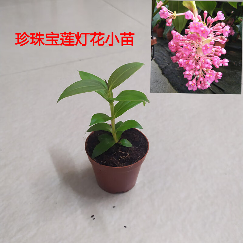 国产珍珠宝莲灯小苗/含盆10cm 含盆