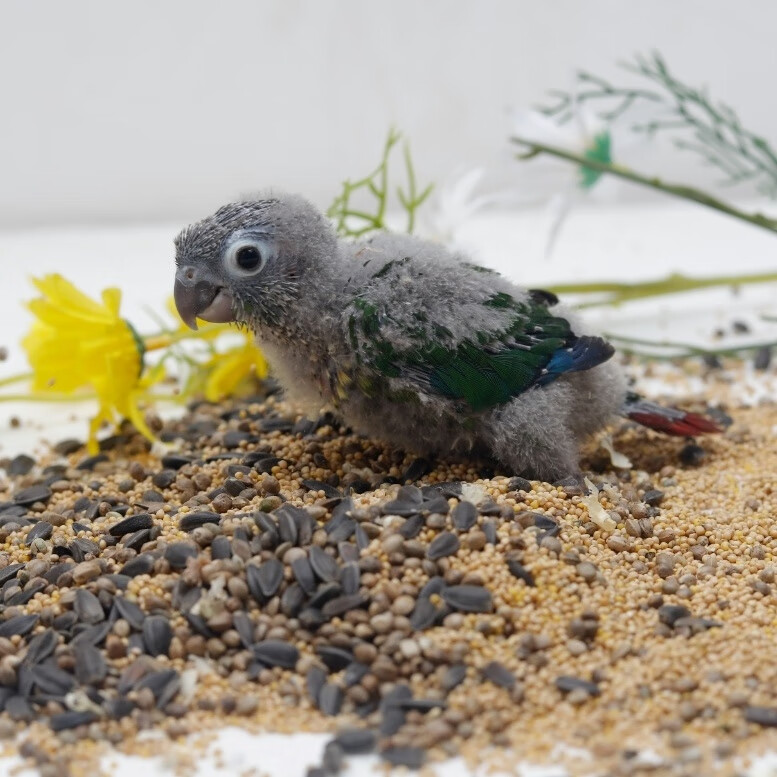 鹦鹉幼鸟合法带标识亲人可上手家养鸟说话鸟 手养黄边雏鸟 纯手养绿颊