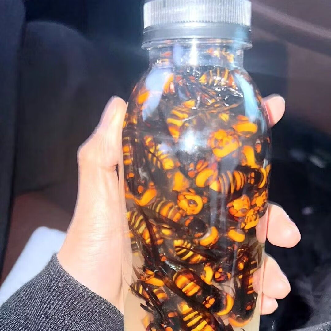 北京同仁堂 金环大虎头蜂活蜂现泡野生鲜活大马蜂鸡笼蜂土地蜂胡 保证