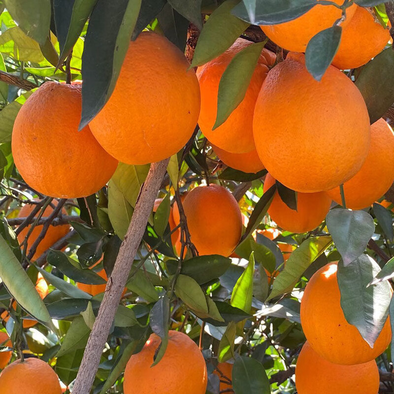 逮果奉节脐橙橙子新鲜现摘水果甜橙整箱 10斤装 单果230g+ 净重9.3斤